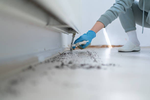 Best Local Pest Control Services  in Withamsville, OH